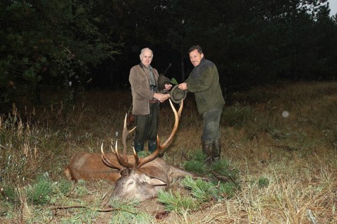 Red deer (Cervus elaphus) shot in the rain during the rut, hunter on the left, receiving the kill