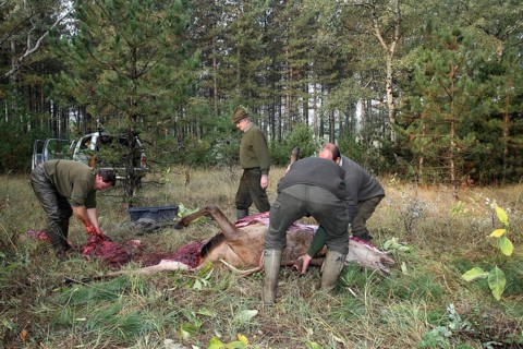 Red deer (Cervus elaphus) shot during the rut, 12 years old, hunter, hunter is broken open by the