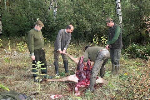 Red deer (Cervus elaphus) shot during the rut, 12 years old, hunter, hunter is broken open by the