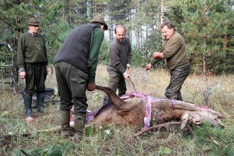 Red deer (Cervus elaphus) shot during the rut, 12 years old, hunter, hunter is broken open by the