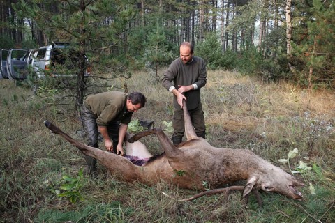 Red deer (Cervus elaphus) shot during the rut, 12 years old, broken up by the hunting guide in the
