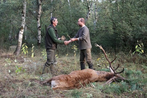 Red deer (Cervus elaphus) killed during the rut, 12 years old, hunter on the left, receives the
