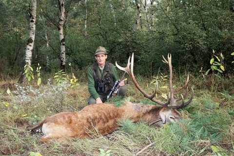 Red deer (Cervus elaphus) shot during the rut, 12 years old, Western Hungary, Hungary, Allgäu,