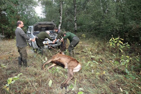 Red deer (Cervus elaphus) shot during the rut, 12 years old, retrieved by car winch, Western