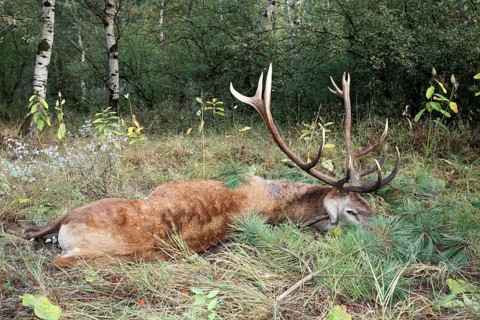 Red deer (Cervus elaphus) shot during the rut, 12 years old, Western Hungary, Hungary, Allgäu,