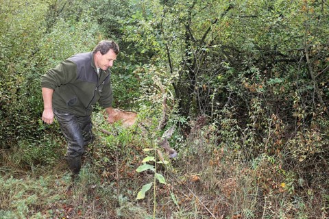 Red deer (Cervus elaphus) shot during the rut, 12 years old, being pulled out of the bushes by car