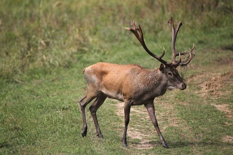 Red deer (Cervus elaphus) during the rut, Western Hungary, Hungary, Western Hungary, Hungary
