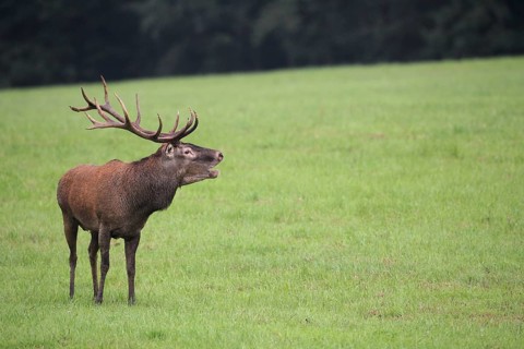 Red deer (Cervus elaphus) in the rain, roaring during the rut, Western Hungary, Hungary, Western