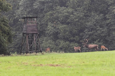 Red deer (Cervus elaphus) and bare deer in front of a raised hide in the rain during the rut,