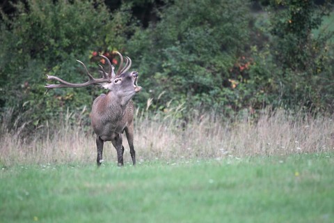 Red deer (Cervus elaphus) roaring during the rut, western Hungary, Hungary, Allgäu, Bavaria,