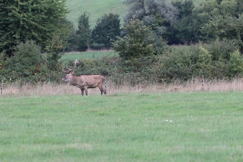 Red deer (Cervus elaphus) during the rut, Western Hungary, Hungary, Allgäu, Bavaria, Germany