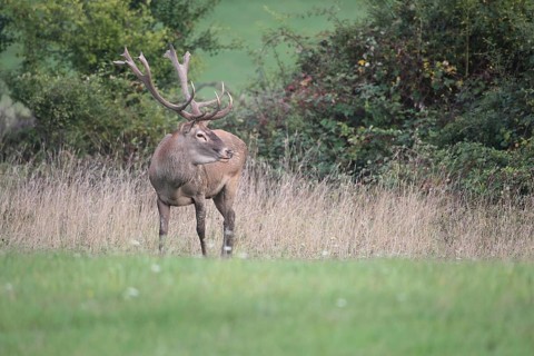 Red deer (Cervus elaphus) during the rut, Western Hungary, Hungary, Allgäu, Bavaria, Germany