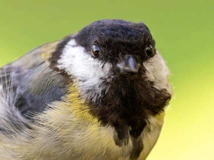 Great tit (Parus major) portrait of the head shown in frontal view, orchard, Baden-Württemberg,