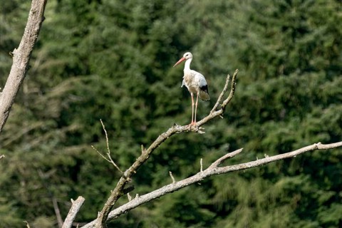 White stork (Ciconia ciconia), white stork, clapper stork standing on a dead tree at the edge of