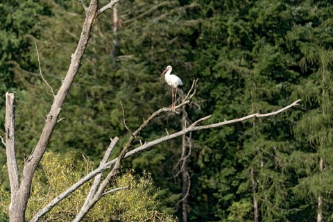 White stork (Ciconia ciconia), white stork, clapper stork standing on a dead tree at the edge of
