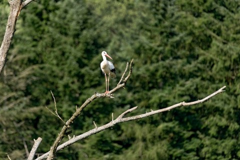 White stork (Ciconia ciconia), white stork, clapper stork standing on a dead tree at the edge of