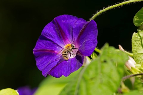 Wild bee on funnel bindweed (Ipomoea purpurea) flower, Sieversen, Rosengarten, Lower Saxony,