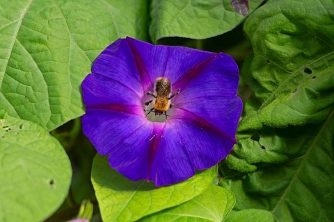 Wild bee on funnel bindweed (Ipomoea purpurea) flower, Sieversen, Rosengarten, Lower Saxony,