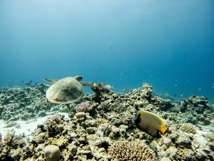 Red Sea, Underwater, Scuba, Coral Reef, Egypt, Hurghada, Clear Water, Habitat, Ecosystem, Hawksbill