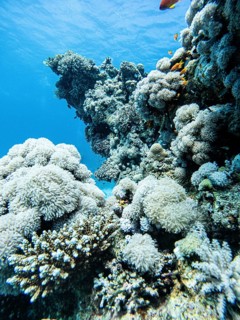 Red Sea, underwater, scuba, coral reef, Egypt, Hurghada, view upwards, white, clear water, habitat,