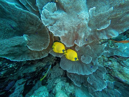 Red Sea, underwater, scuba, coral reef, Egypt, Hurghada, clear water, habitat, ecosystem, yellow