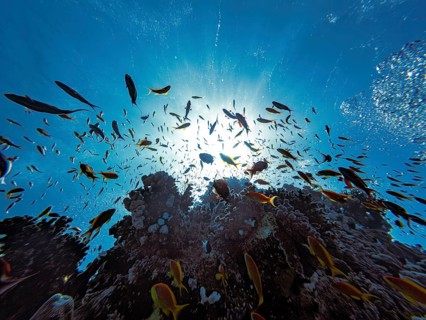 Bannerfish, Red Sea, underwater, scuba, coral reef, Egypt, Hurghada, view upwards, scenery