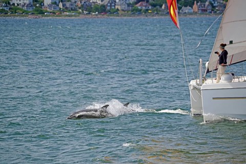 Two dolphins swimming next to a sailing boat in the blue sea, Moray Firth, Inverness, Scotland,