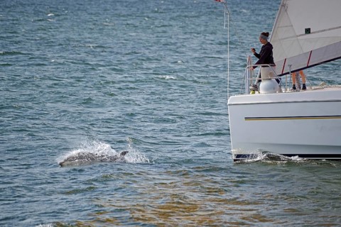 A person on a sailing boat watches a dolphin swimming in the water next to the boat, Moray Firth,