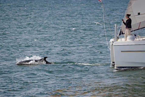 A dolphin swims next to a sailing boat in the blue sea, Moray Firth, Inverness, Scotland, Great