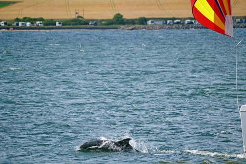 A dolphin swims in the sea while a sailing boat with a colourful flag sails nearby, Moray Firth,