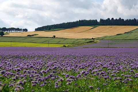 Wide landscape with blooming lavender field and farmland under cloudy sky, Aberdeenshire, Scotland,