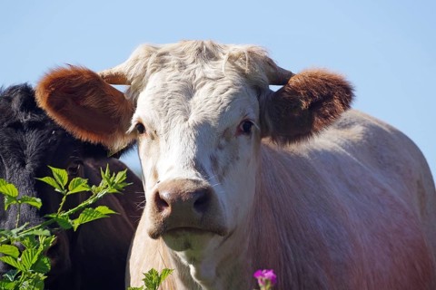 A curious view of a cow in a pasture with flowers and green background, Aberdeenshire, Scotland,