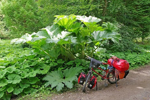 A bicycle with panniers stands at the edge of the forest, surrounded by lush green plants, redwood