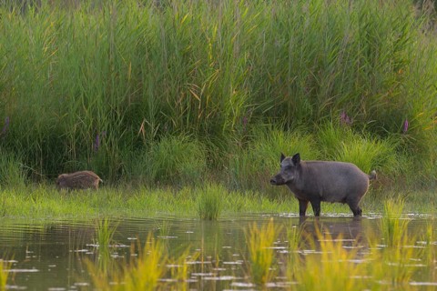 Wild boar (Sus scrofa), fresh boar, standing, water, riparian forest, Lower Austria