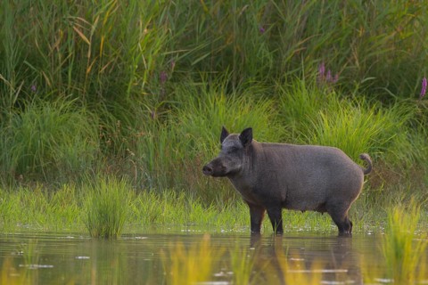Wild boar (Sus scrofa), standing, water, riparian forest, Lower Austria
