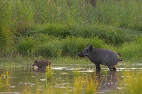 Wild boar (Sus scrofa), fresh boar, standing, urinating, water, riparian forest, Lower Austria