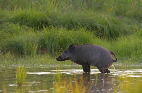 Wild boar (Sus scrofa), standing, urinating, water, riparian forest, Lower Austria