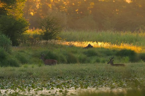 Red deer (Cervus elaphus), walking, morning mood, riparian forest, Lower Austria