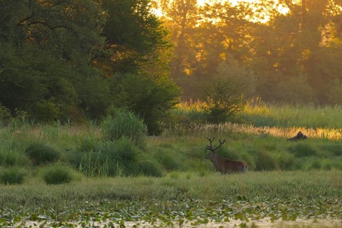 Red deer (Cervus elaphus), standing, morning mood, riparian forest, Lower Austria