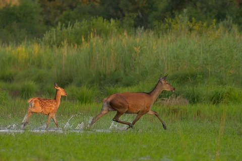 Doe (Cervus elaphus), calf, running, water, riparian forest, Lower Austria