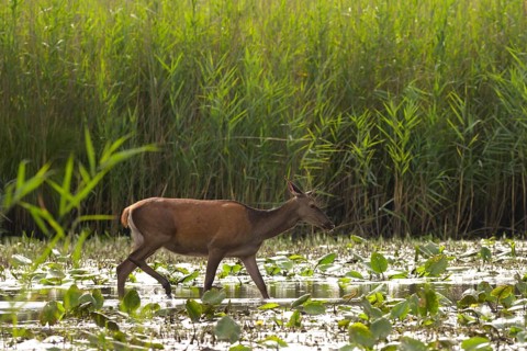 Doe (Cervus elaphus), walking, water, reeds, pond lilies, riparian forest, Lower Austria