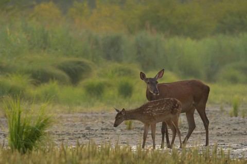 Doe, calf (Cervus elaphus), standing, riparian forest, Lower Austria