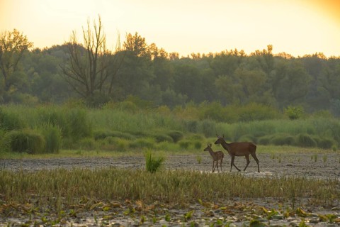 Doe, calf (Cervus elaphus), standing, riparian forest, Lower Austria