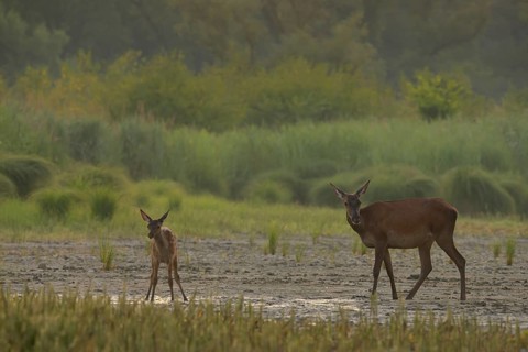 Doe, calf (Cervus elaphus), standing, riparian forest, Lower Austria