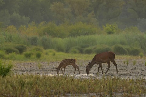 Doe, calf (Cervus elaphus), standing, drinking, riparian forest, Lower Austria