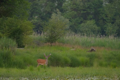 Red deer (Cervus elaphus), standing, riparian forest, Lower Austria