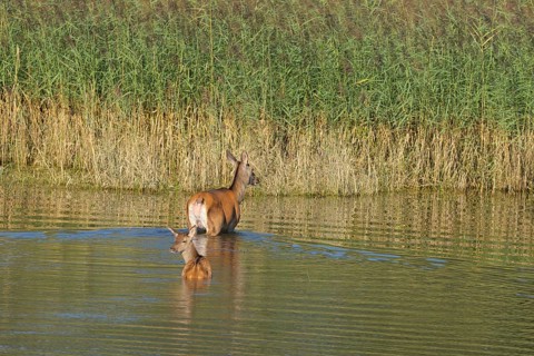 Doe (Cervus elaphus), calf, walking, water, reeds, Lower Austria