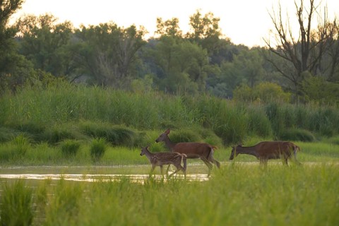 Red deer (Cervus elaphus), calf, water, riparian forest, Lower Austria