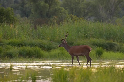 Red deer (Cervus elaphus), standing, water, riparian forest, Lower Austria