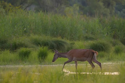 Doe (Cervus elaphus), walking, water, riparian forest, Lower Austria